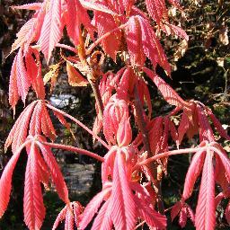 glyn_toplis's profile picture. Trees. DCFC. Nature. Elbow. Gardens. Cricket. Family. What else is there?