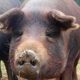 galrevla's profile picture. 