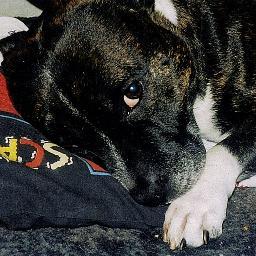 DeSouzaDuke's profile picture. Duke 
16 year old staffie #Nannydog 
 from #Battersea #Uk 
         LOVE to All