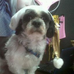 Hola soy lolo!! un perrito de amor, de pasión de ternura de corazón de cristo santo, esto me lo dice mi mamá q estruja a todas horas :/ TE SIGO! REGUUUUAAAUUUU