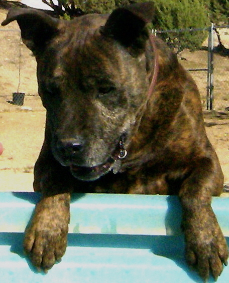 Puppy Training & Doggie Day Camp w Home Transport - Malibu, Pacific Palisades, Santa Monica, Brentwood