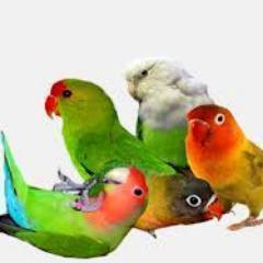 ~Amante de los Agapornis~