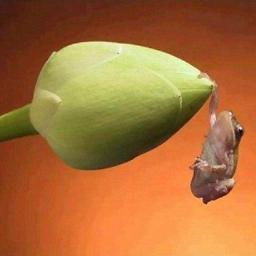 ucdeb62's profile picture. 