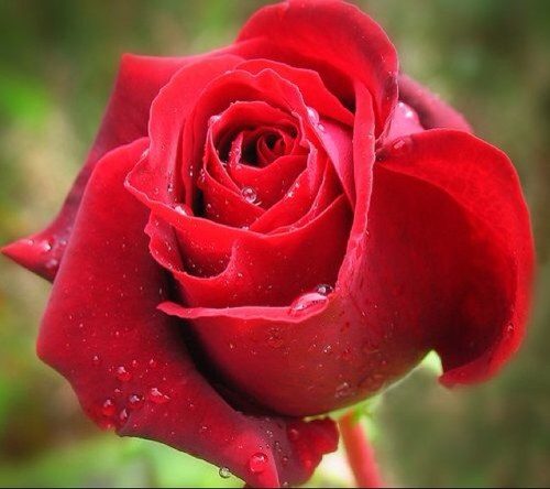 xshroog1's profile picture. 