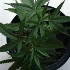 Nastya_elle's profile picture. Что такое женщина? - Это смесь чистой слабости с нечистой силой