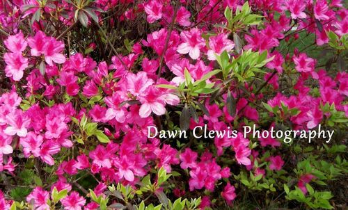 ClewisDawn's profile picture. 