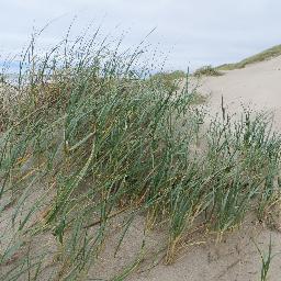 DKustbeheer's profile picture. Dynamisch kustbeheer is het beheer dat gericht is op het dynamiseren van de zeereep.