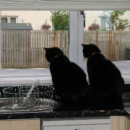 After 10 years my rapper meows Biggie n Tupac went to Rainbow Bridge 🌈 🌈🌈 & now Harris (my sis wee pom) lives with us XXX💕💕💕XXX