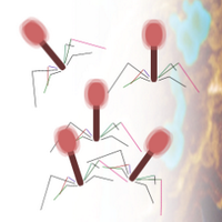 Bacteriophage Oxford (@phageoxford) 's Twitter Profile