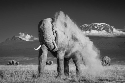 Kenya based award winning professional photographer specialized in African wildlife and Safari Guide.