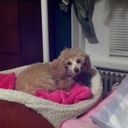 Carol Lanning - @CarolLanning - Twitter