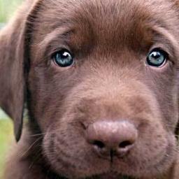 EmergencyCuties Profile Picture