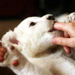 AnimalsQ8's profile picture. سُبْحَان الْلَّه وَبِحَمْدِه .. سُبْحَان الْلَّه الْعَظِيْم