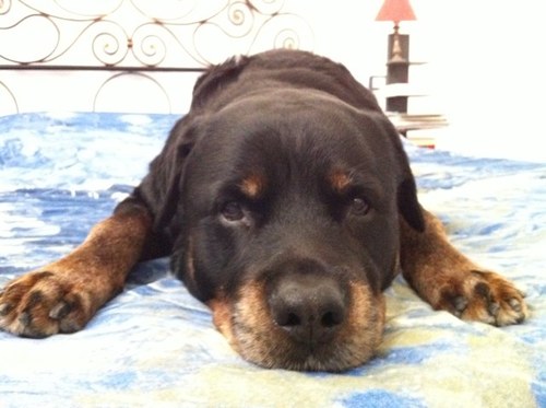 Stefano Vagge Profile