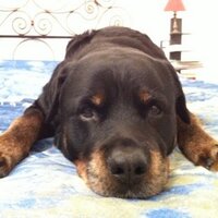 Stefano Vagge (@stefanovagge) 's Twitter Profile
