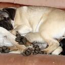 Dwight harper - @icpugs - Twitter