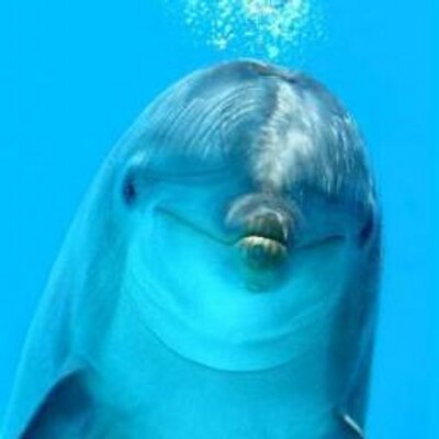 イルカ大好き 海の中で見るイルカさん 真正面から見るととても可愛い です 微笑んでこっちを見ているみたい なので 好きな写真をプロフィールの写真にしました
