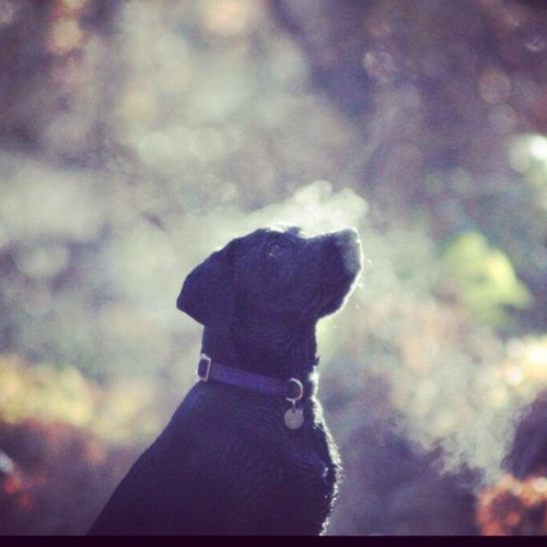 Planner, father, dog walker, optimist, works hard and plays harder.  Views my own (most of the time).