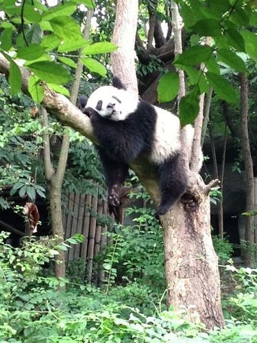 ssclgov's profile picture. 我要成为一个优秀的男人