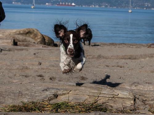 PointGreyVet's profile picture. We strive to provide you with compassionate care, quality education and we will always provide you with advice that is in the best interest of your pet.