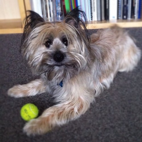 bisleythedog's profile picture. A scruffy ball and carrot obsessed Cairn cross Westie. I lived in Devon with @stubassclay and @DesignsElsie. OTRB 11.10.24