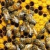 Biomimicry Australia (@biomimicryswarm) Twitter profile photo Biomimicry Australia (@biomimicryswarm) Twitter profile photo