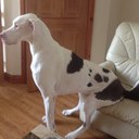 Bruce The Great Dane - @GreatDaneBruce - Twitter