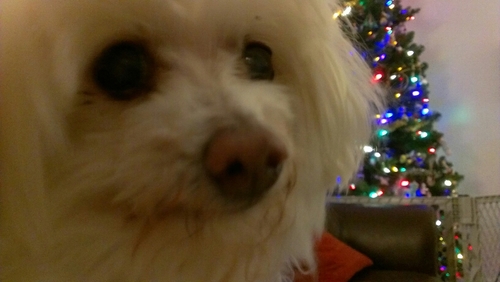 Parsimmon's profile picture. Semper Ubi Sub Ubi