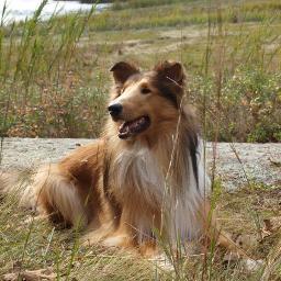 Loves collies, reading, stencils, dog shows and The Walking Dead