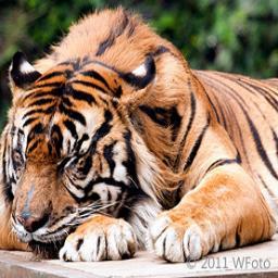 rivisim's profile picture. 