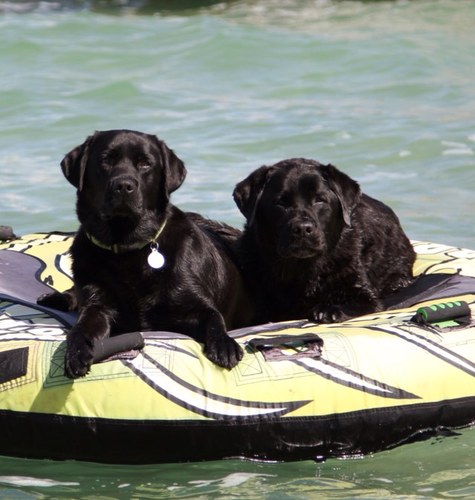 jdawg1952's profile picture. 