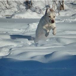 LianneBurgess1's profile picture. 