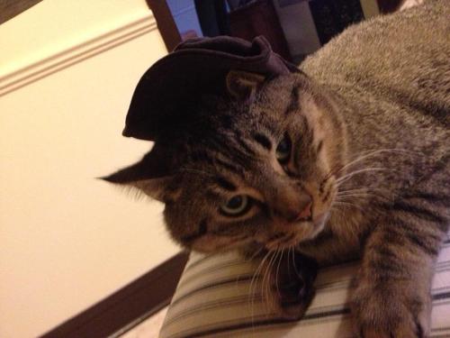 not your basic cat. i am king. & i like food