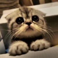 さくら (@sakura_no8) 's Twitter Profile