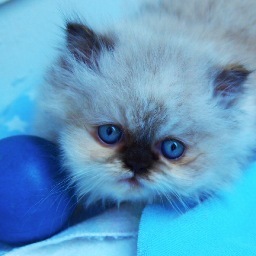 ~OUR CFA holistically raised Persian himalayan kittys. Husky pack leader 40 yrs.  artist, singer, writer & animal rescuer & healer. Paranormal Investigator~