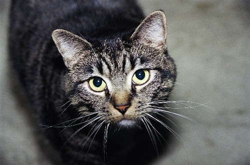 spampy's profile picture. I'm a National League kid, in an American League town.