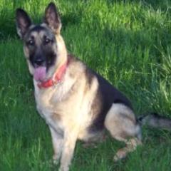 ZenaTheStorm's profile picture. with a heavy heart 💔💔💔 My Zena pass over the rainbow bridge 10/11/2017