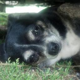 We are a Non-Profit Foundation raising funds to build an adoption shelter, animal hospital, FREE neuter/spay program, animal rescue & FREE medical clinic in