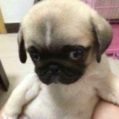 Pangu team core member / software supply chain security research @ codepecker