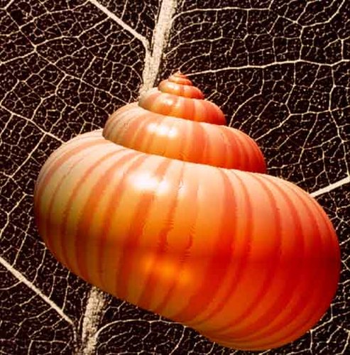 gauvato's profile picture. 