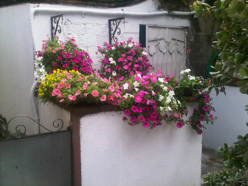 cucapantoja's profile picture. Soy Directora ,esposa,mamà maestra, amiga, me encantan los niños, las flores y soy Miss Lupita