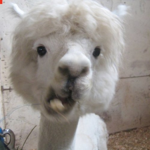 glycinate's profile picture. 