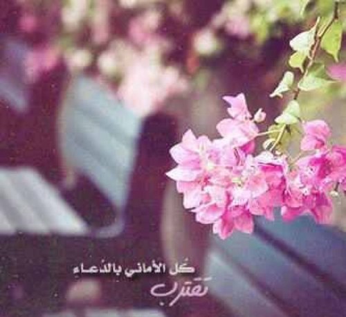 1428Haya's profile picture. اللهم اجعل قبرأمي روضة من رياض الجنة