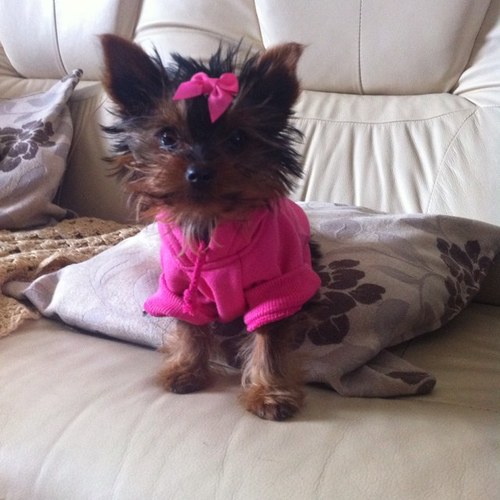 Personal Assistant to a Teacup Yorkie called Molly...