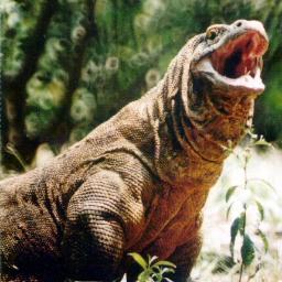 IndoFloresTrip's profile picture. PT. Indo Flores Trip / Tours and Travel https://t.co/agfdLdv29N  Ph:+62 3614726382,  WA +62 81338126451