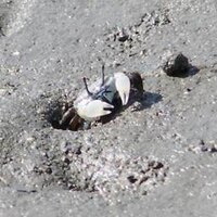 うえはら (@saxocrab) 's Twitter Profile