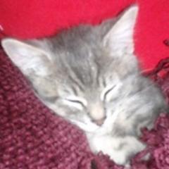 Just Cute Cat & Kitten Pictures We Love:D