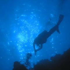 csimonut's profile picture. 