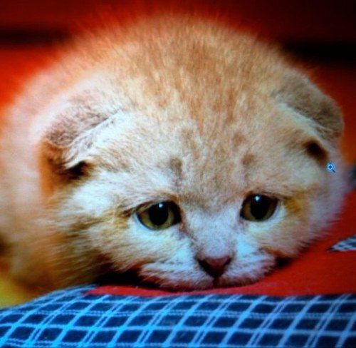 elsahagersten's profile picture. 