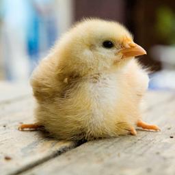 Chicken Chicken Chicken Chicken Chicken Chicken Chicken Chicken Chicken Chicken Chicken Chicken Chicken Chicken Chicken Chicken Chicken Chicken Chicken Chicken